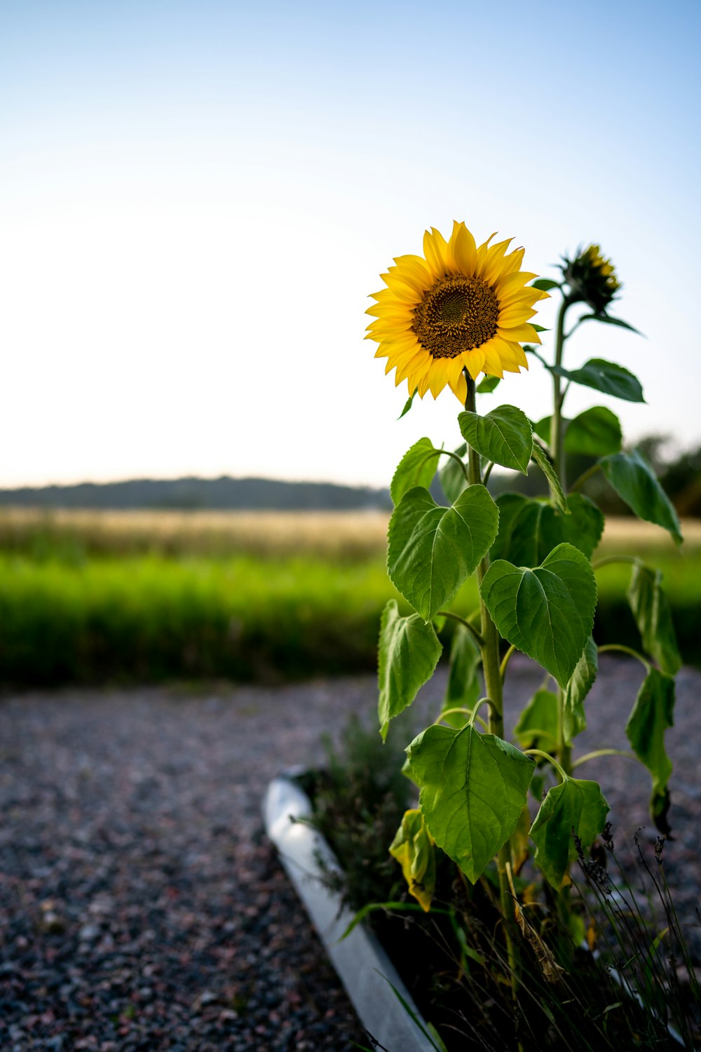 a sunflower is growing in a planter on a gravel road
