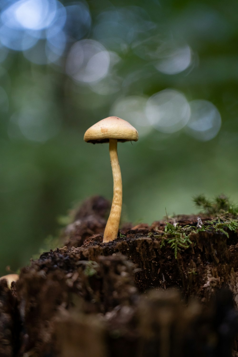 a close up of a mushroom on a tree stump