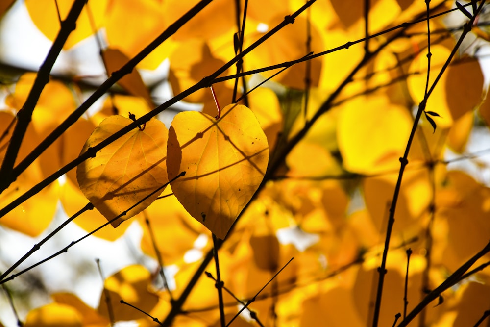 a tree with lots of yellow leaves on it