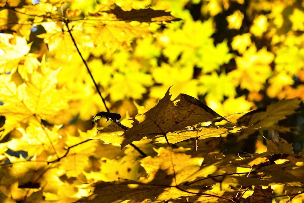 a tree with yellow leaves in the fall