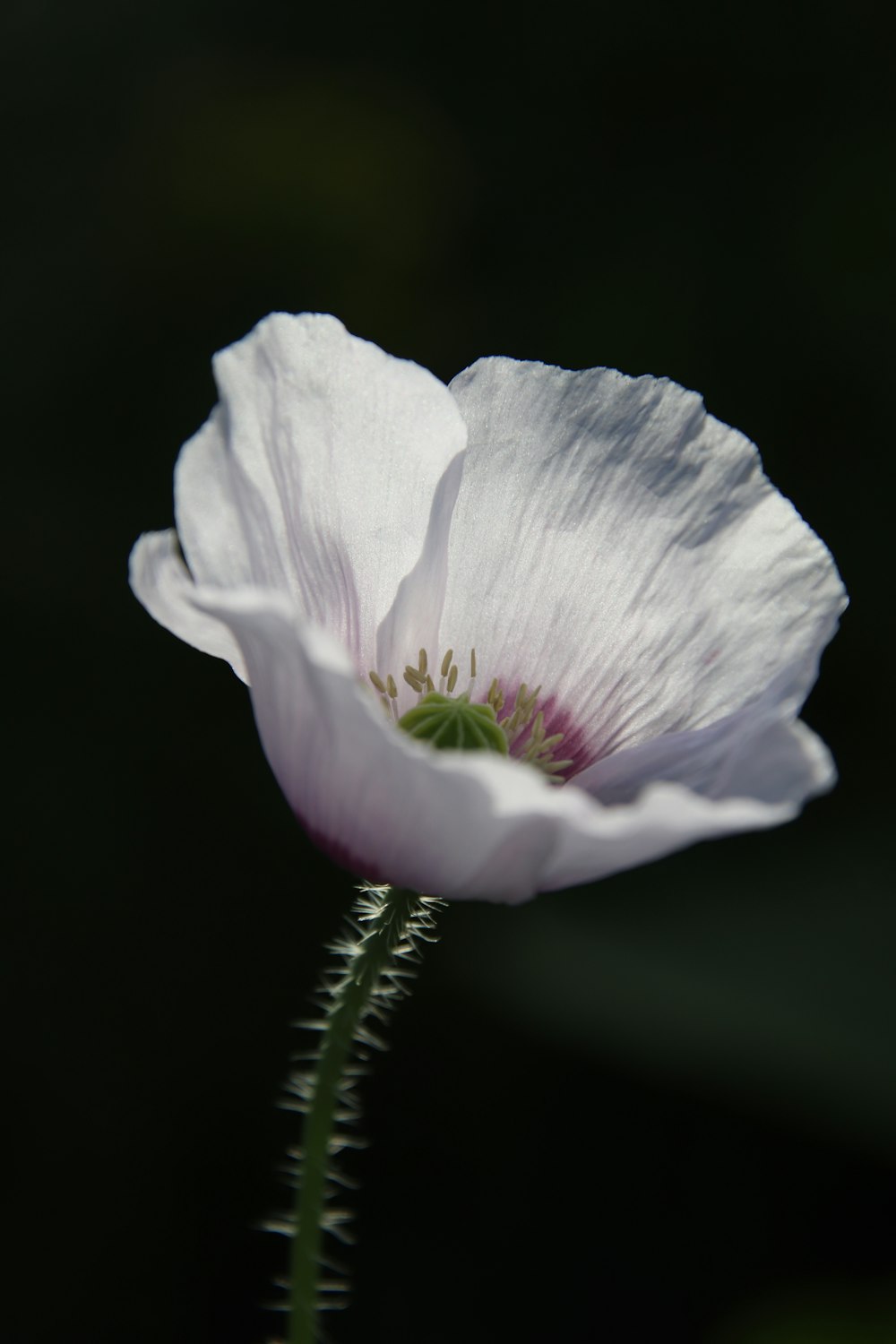 a close up of a white flower on a black background