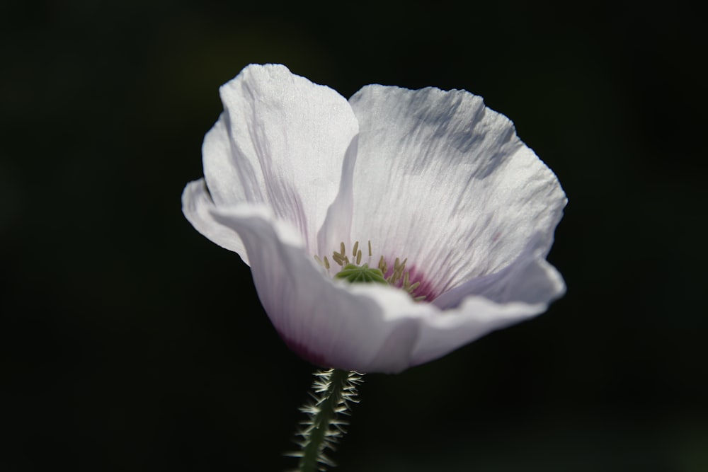 a close up of a white flower with a black background