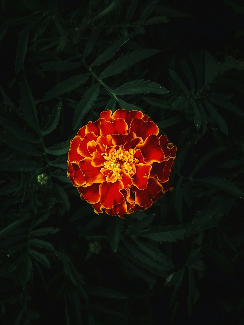 a red and yellow flower in the dark