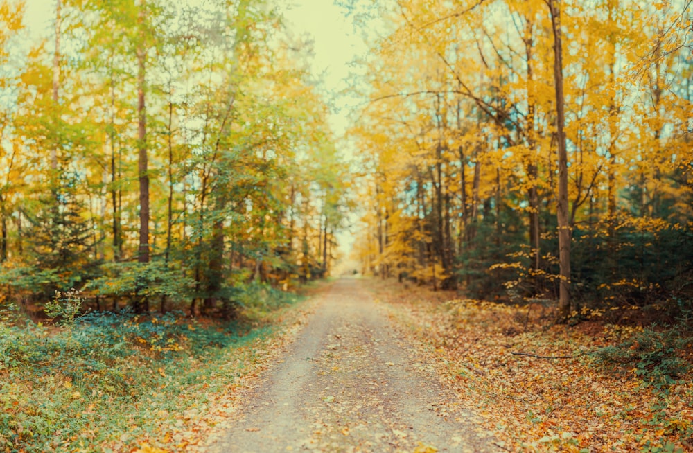 Un chemin de terre au milieu d’une forêt