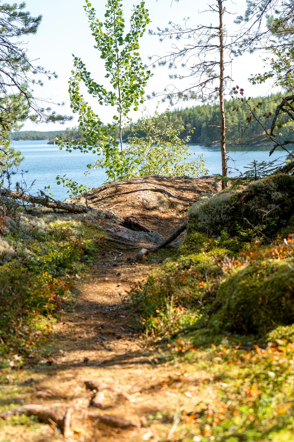 a path in the woods leading to a lake