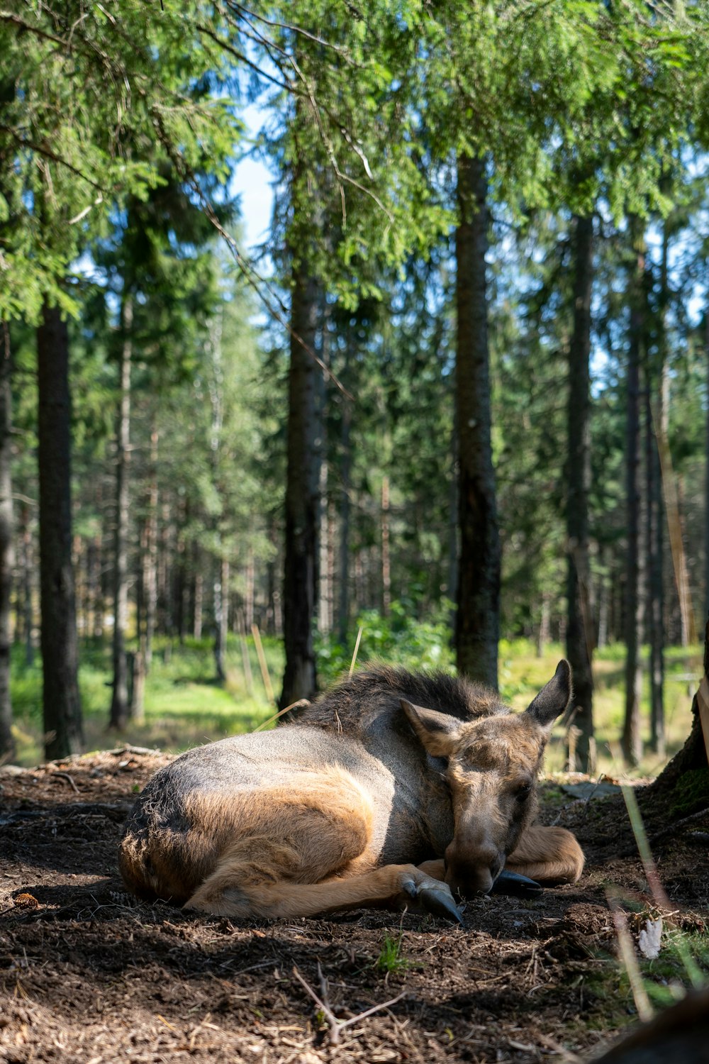a deer laying on the ground in a forest