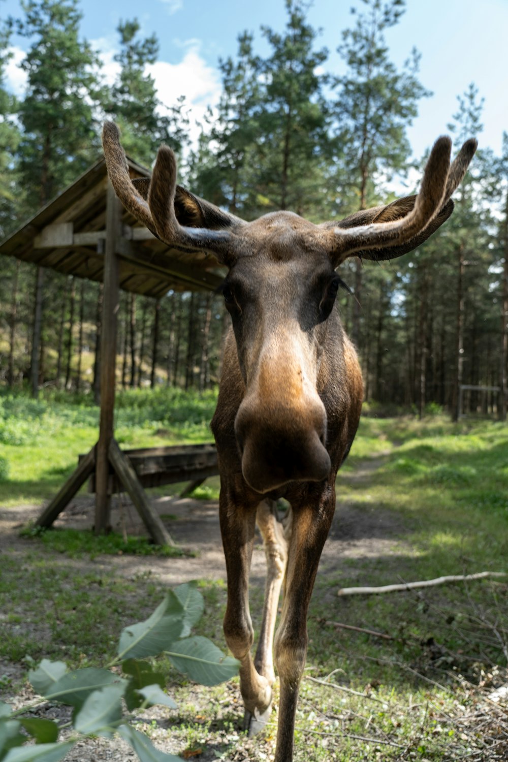 a close up of a very cute looking animal