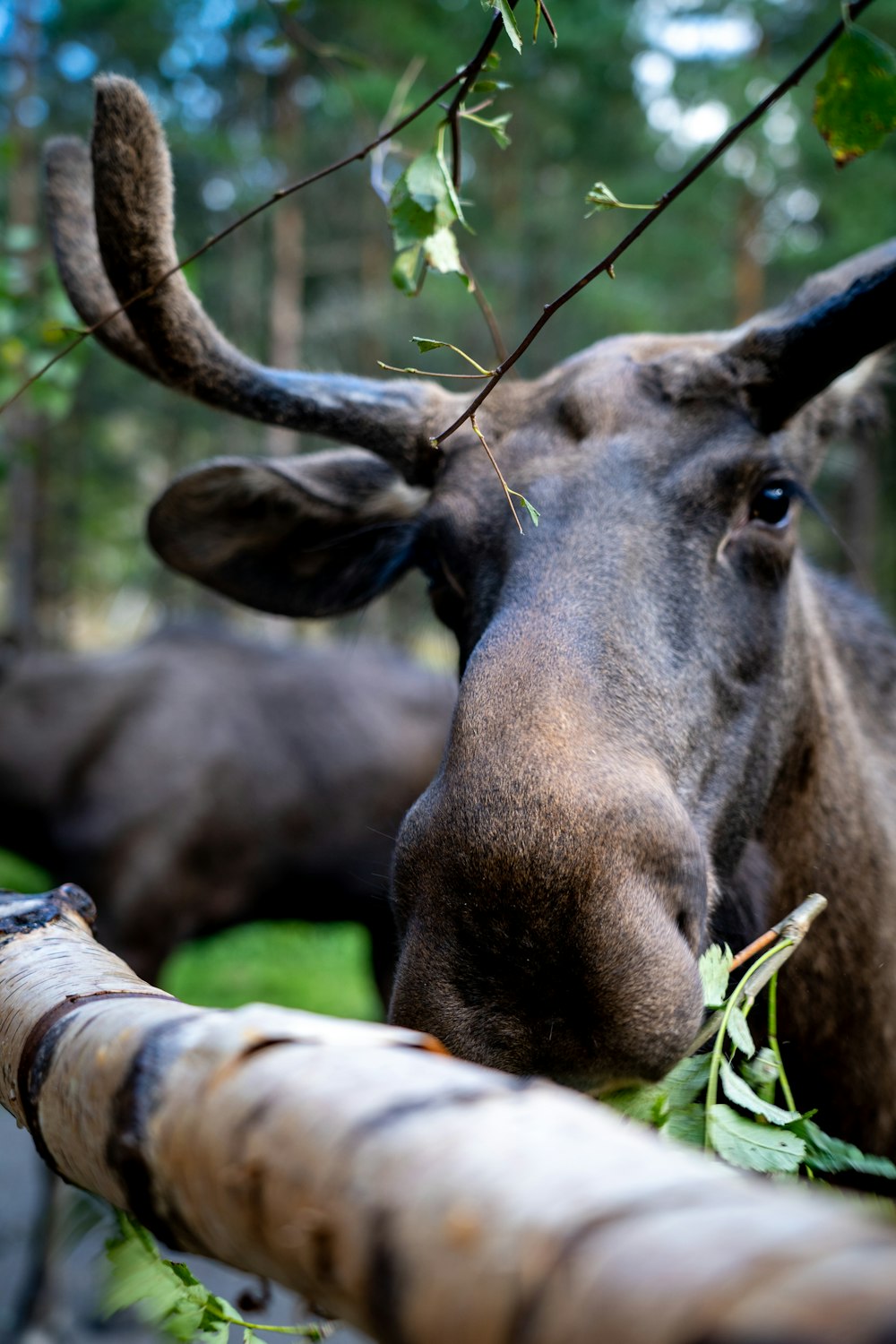 a close up of a goat eating leaves from a tree