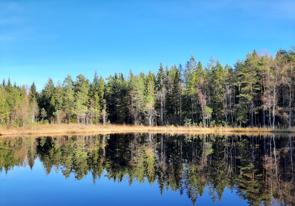 a large body of water surrounded by trees