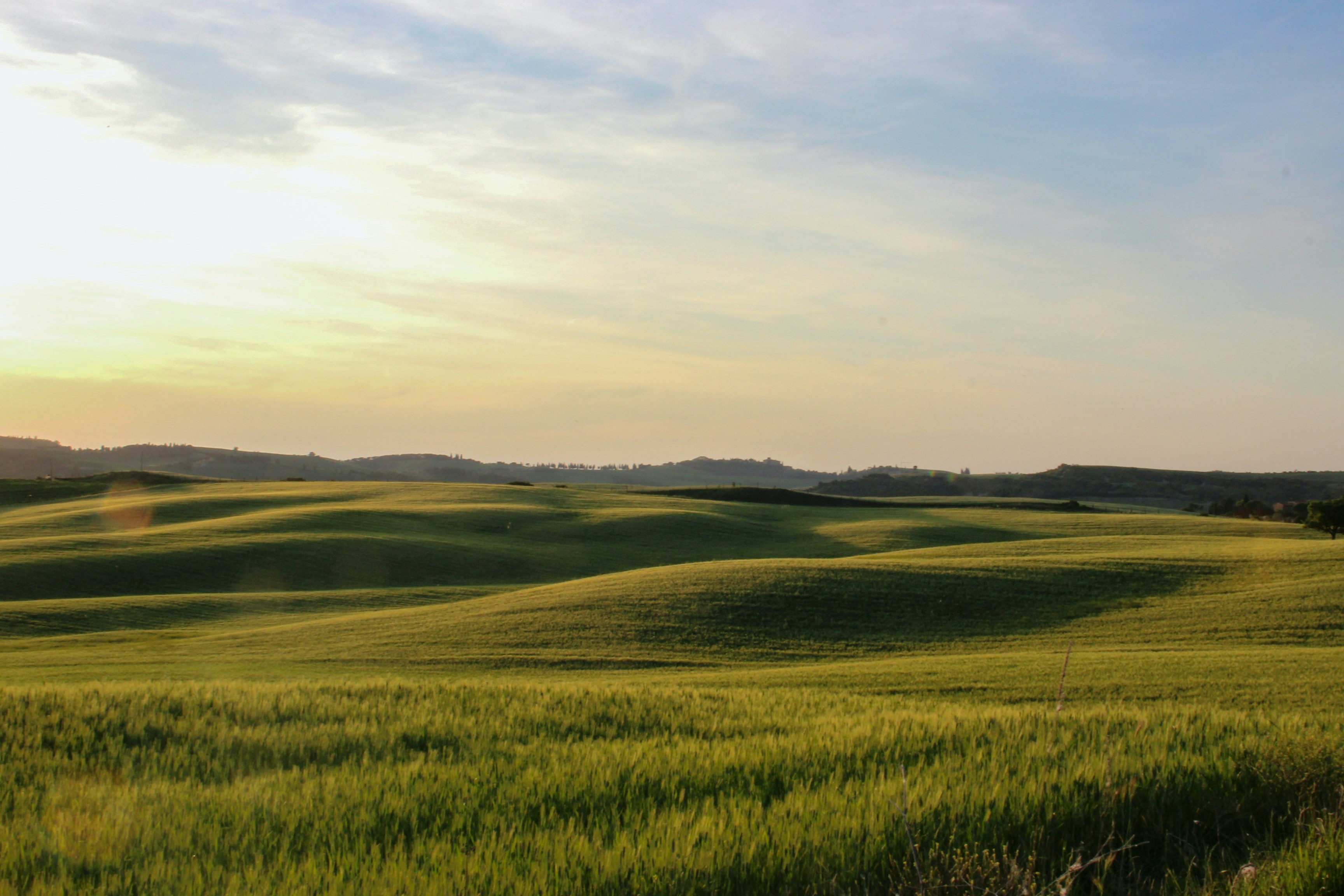 A field of green grass under a blue sky