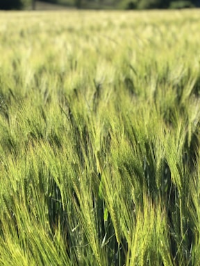 Close-up of healthy green crops swaying in the breeze.