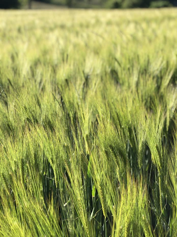 Close-up of healthy green crops swaying gently in the breeze.