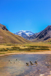 a flock of birds standing on top of a river