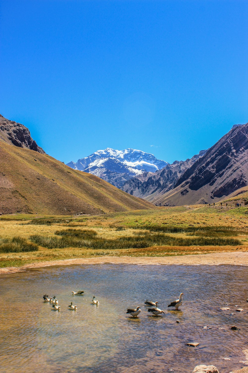 a flock of birds standing on top of a river