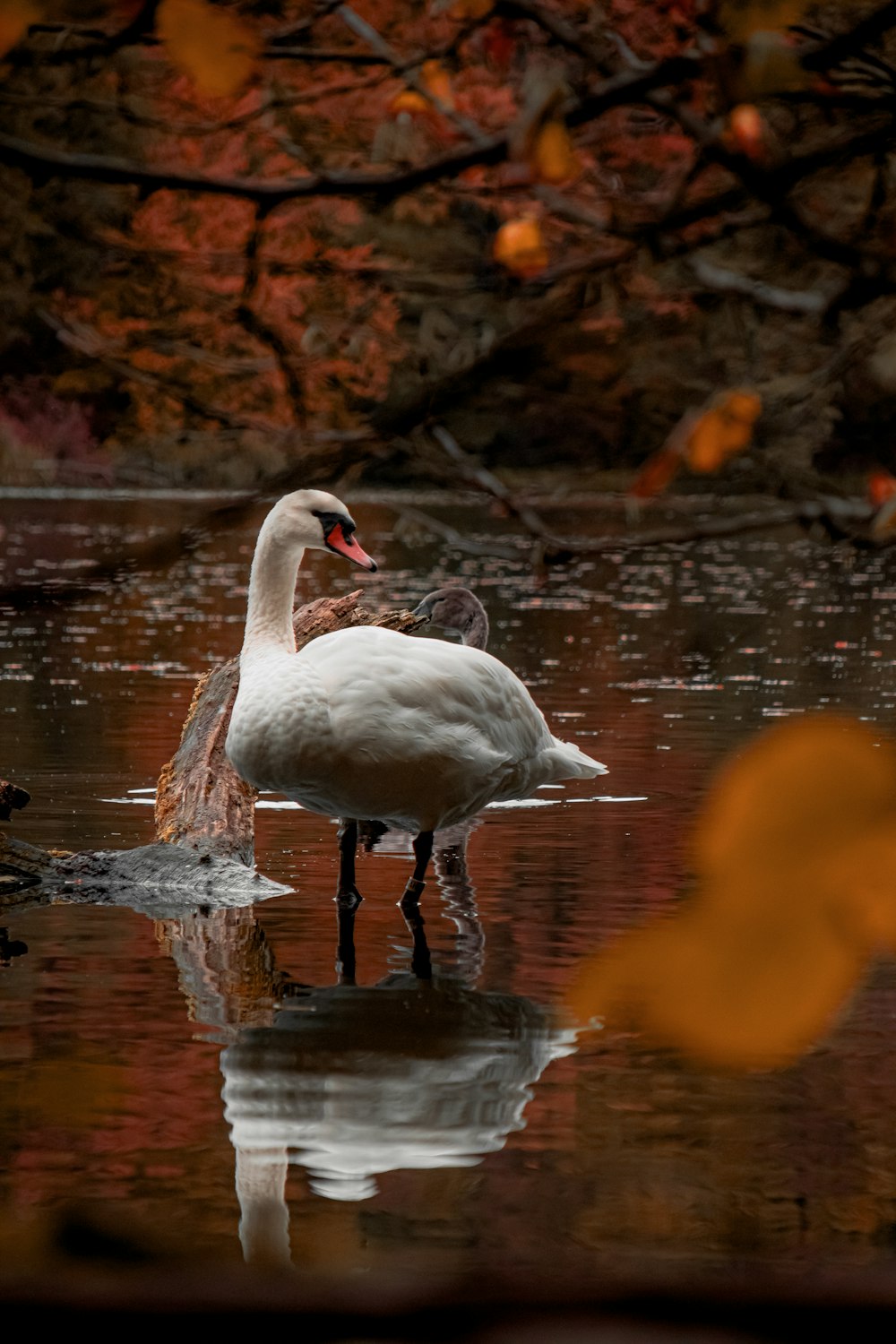 a couple of white birds standing on top of a body of water