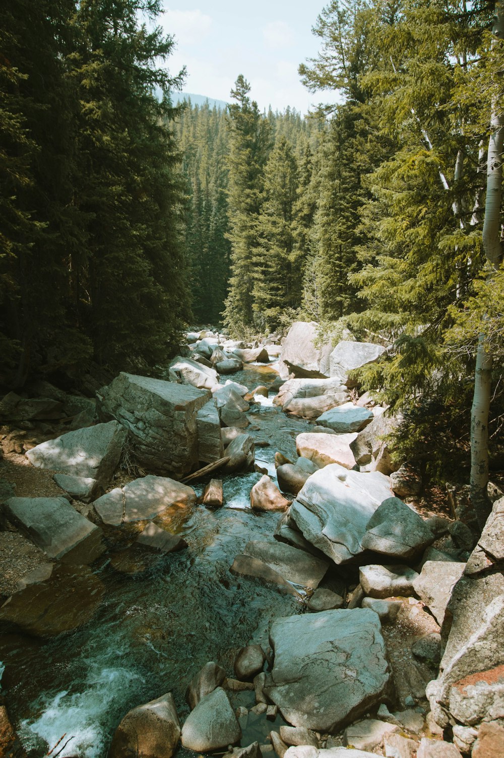 a river running through a forest filled with lots of rocks