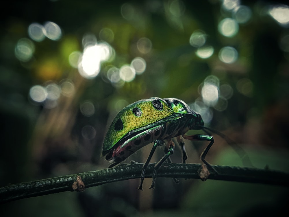 a green bug sitting on top of a tree branch
