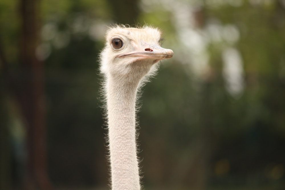 Un avestruz mirando a la cámara con un fondo borroso