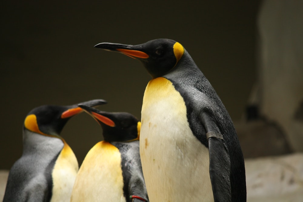 a group of penguins standing next to each other