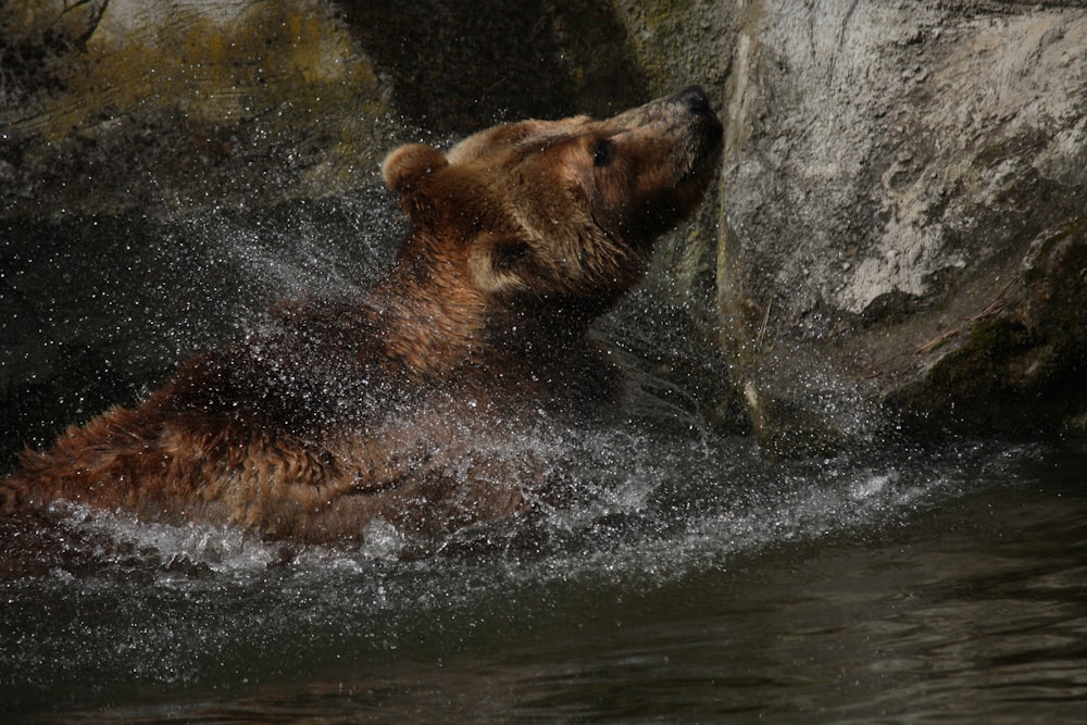 a brown bear splashing in a body of water