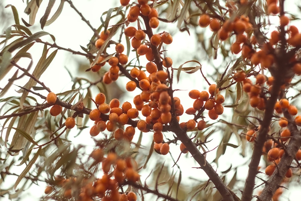 a close up of a tree with berries on it