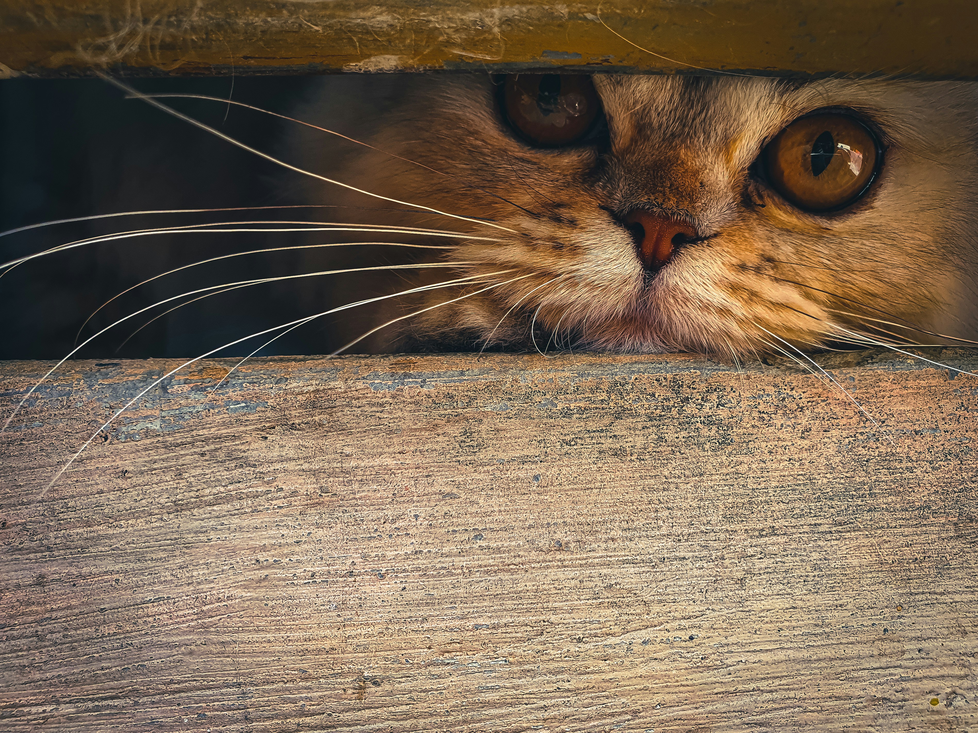Download from a curated selection of animal wallpapers for your mobile and desktop screens. Every free wallpaper is shot in HD and optimized for your screen. Always free on Unsplash.