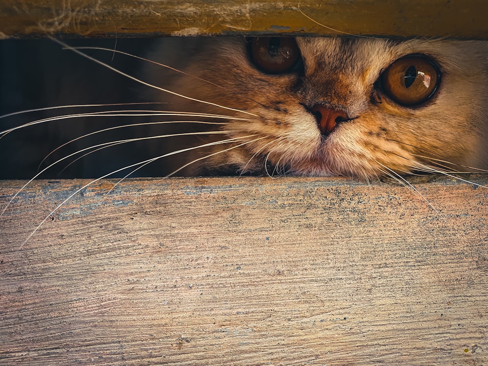 a close up of a cat peeking out of a wooden structure