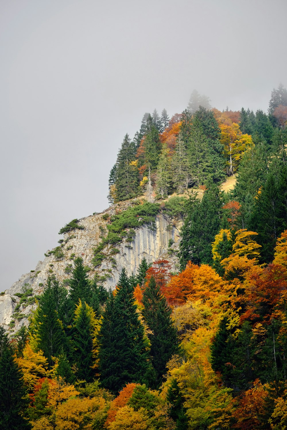 a mountain side with trees in the foreground and a foggy sky in the