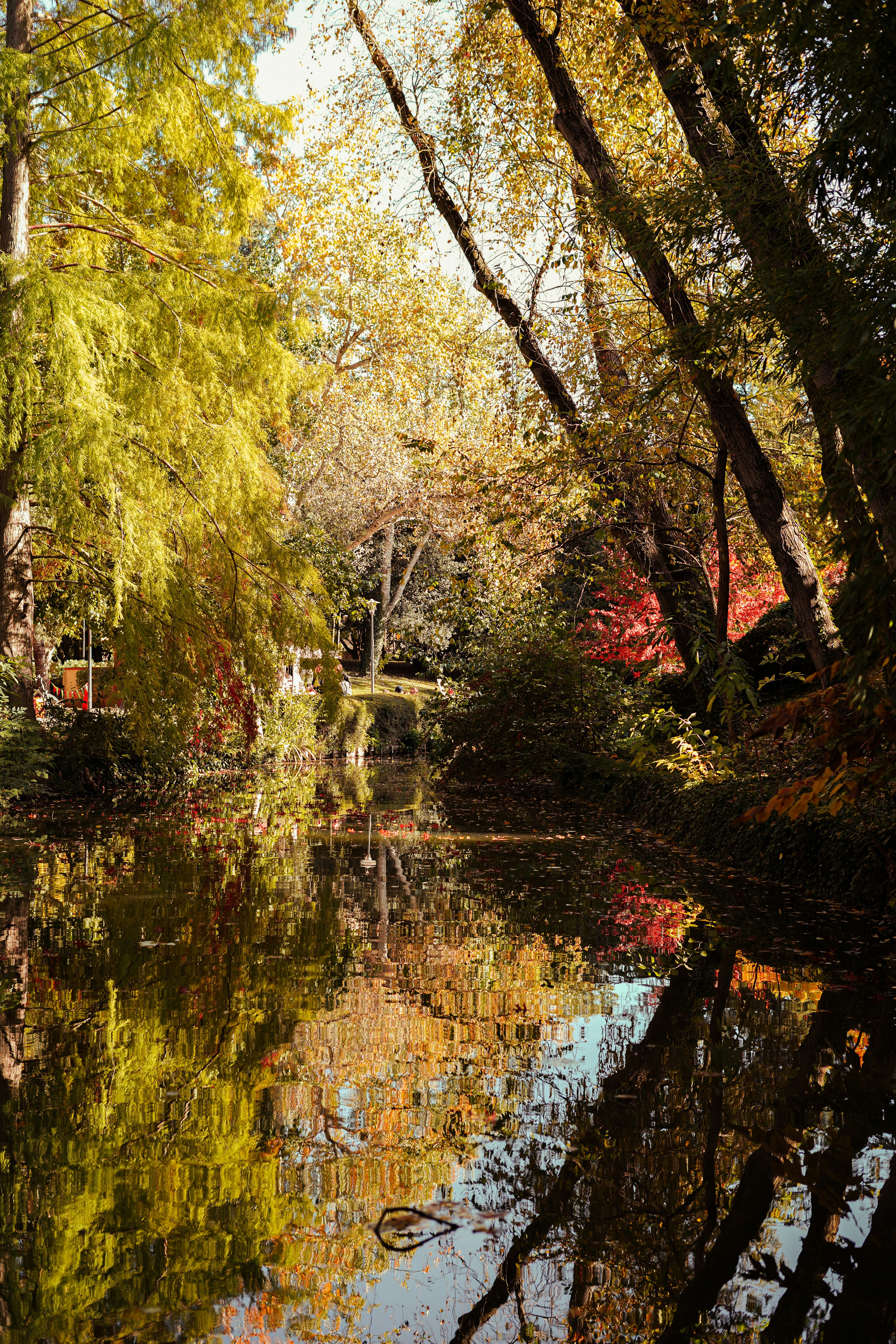 a small pond surrounded by trees in the fall
