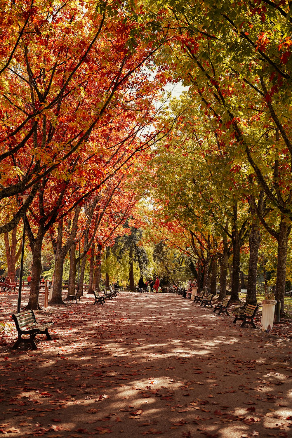 Un parque lleno de muchos árboles cubiertos de hojas