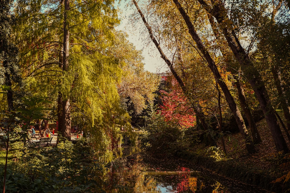 Un pequeño estanque rodeado de árboles en un parque