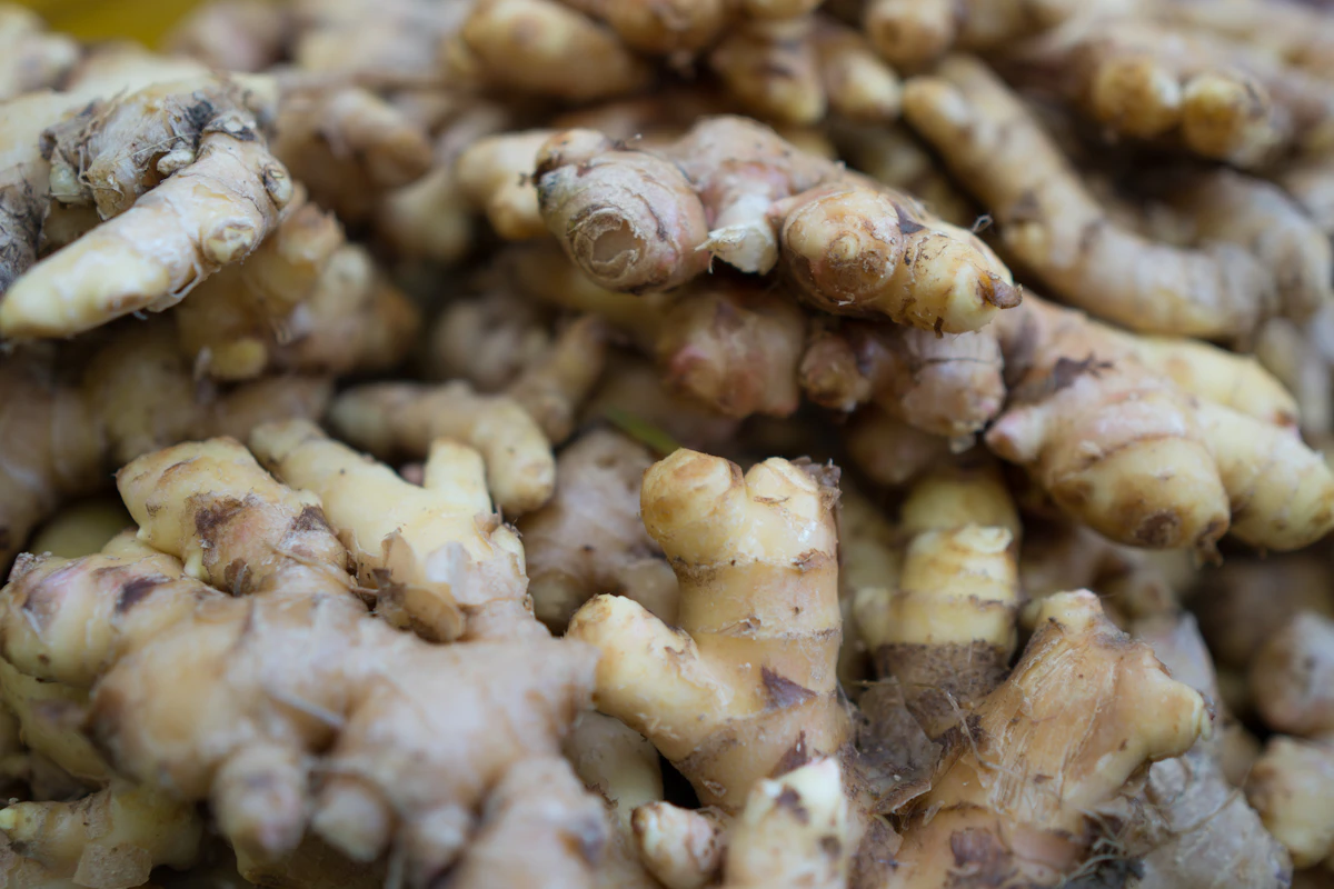 Ginger Adrak Growing India — Complete Encyclopedia Medicinal Rhizome