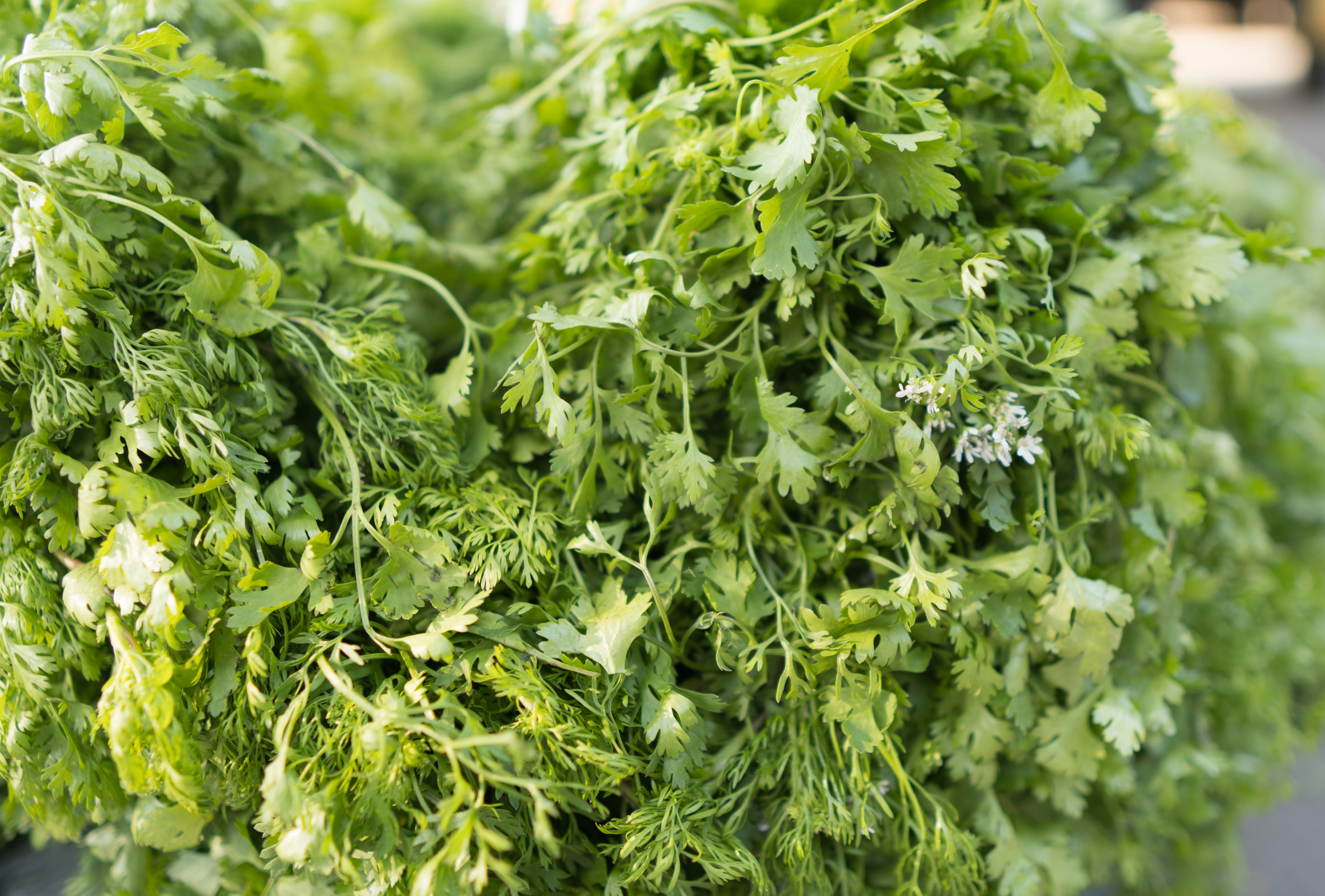 Fresh Organic Cilantro