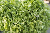 Close-up of fresh green coriander leaves freshly picked.