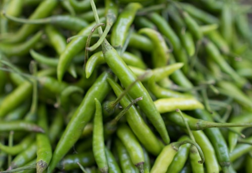 Close-up of vibrant green chilies freshly harvested and ready for market.