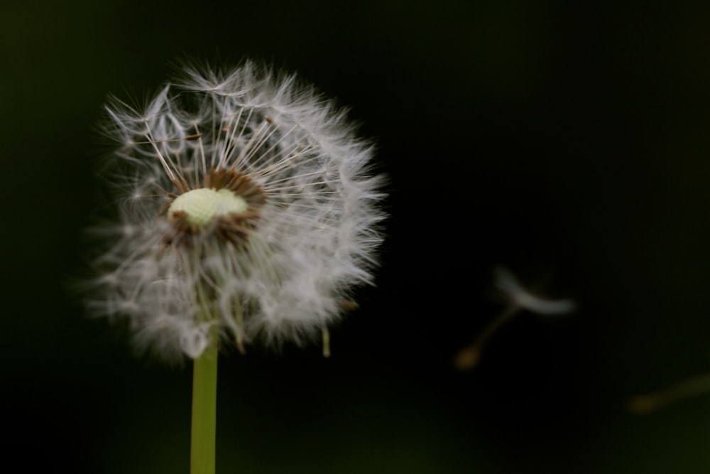 a dandelion is blowing in the wind