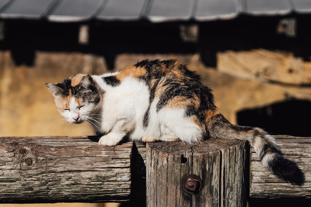 나무 울타리 위에 앉아있는 고양이