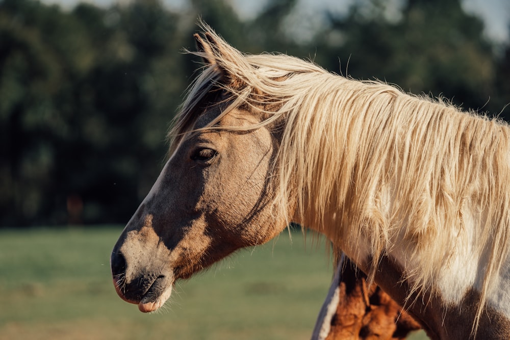 a close up of a horse in a field