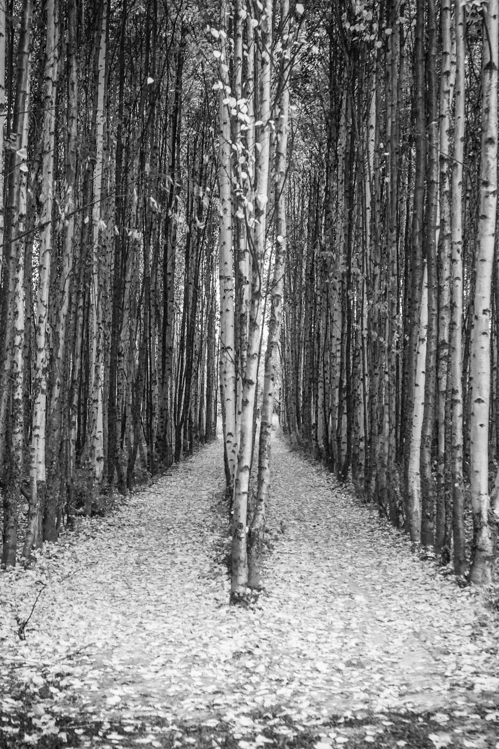 a black and white photo of a path in the woods