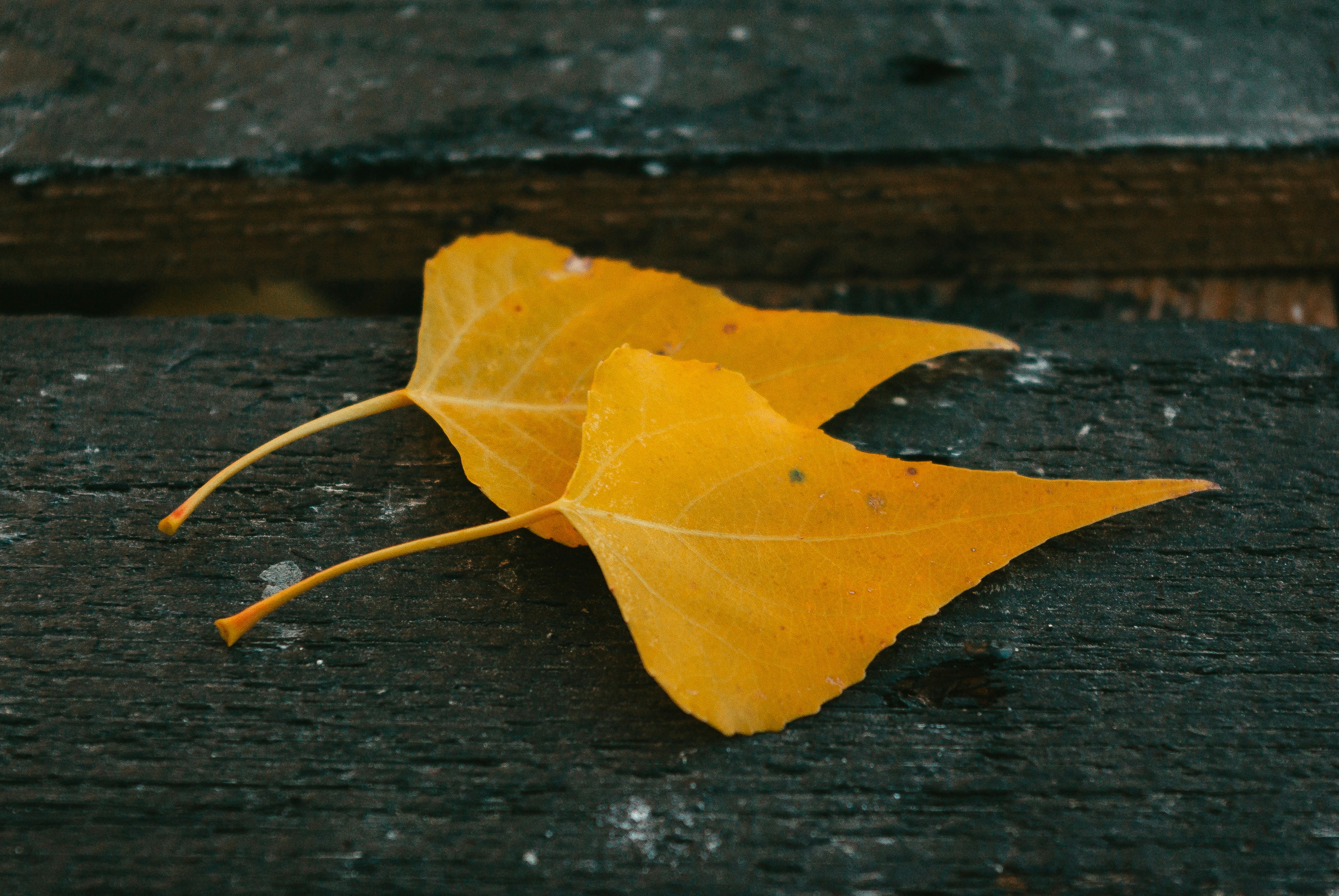 Photo by moonmoons_days