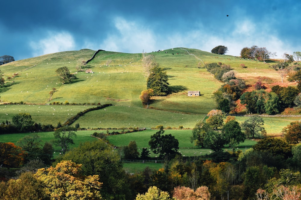 a lush green hillside covered in lots of trees