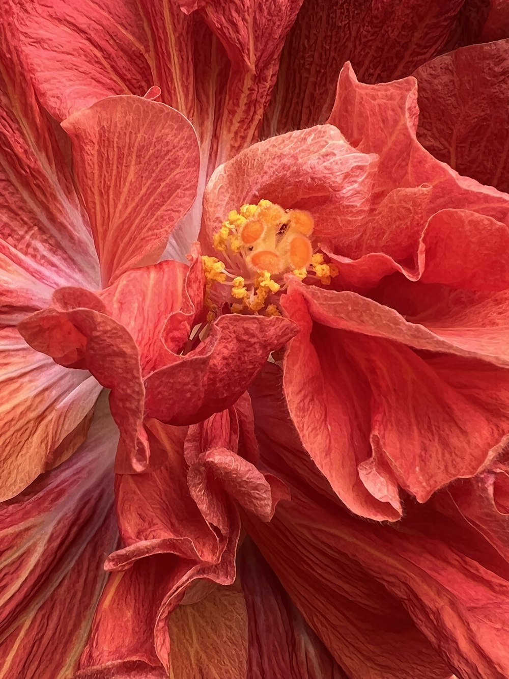 a large red flower with a yellow center