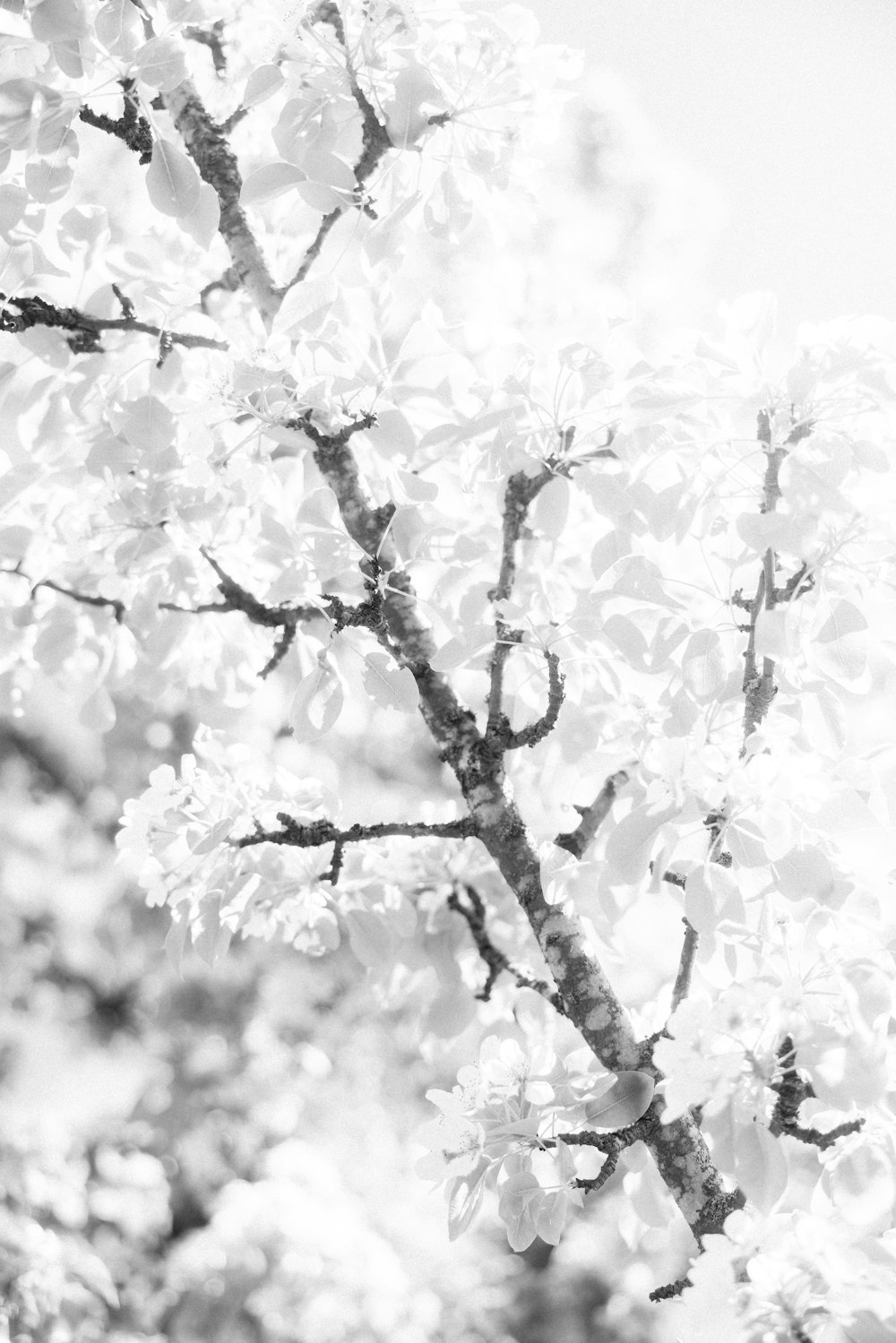 a black and white photo of a flowering tree