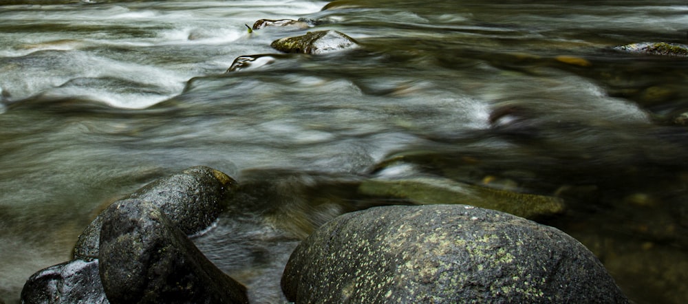 a bird swimming in water