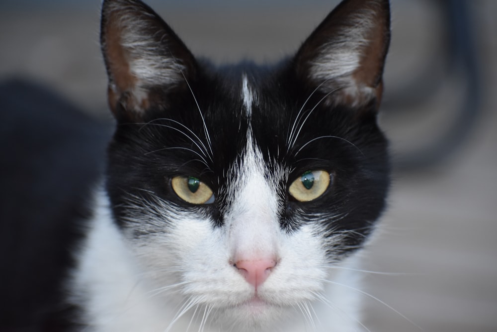 a black and white cat with yellow eyes