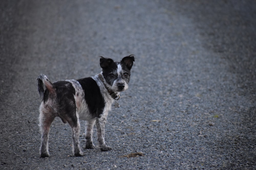 a small black and white dog standing on a gravel road