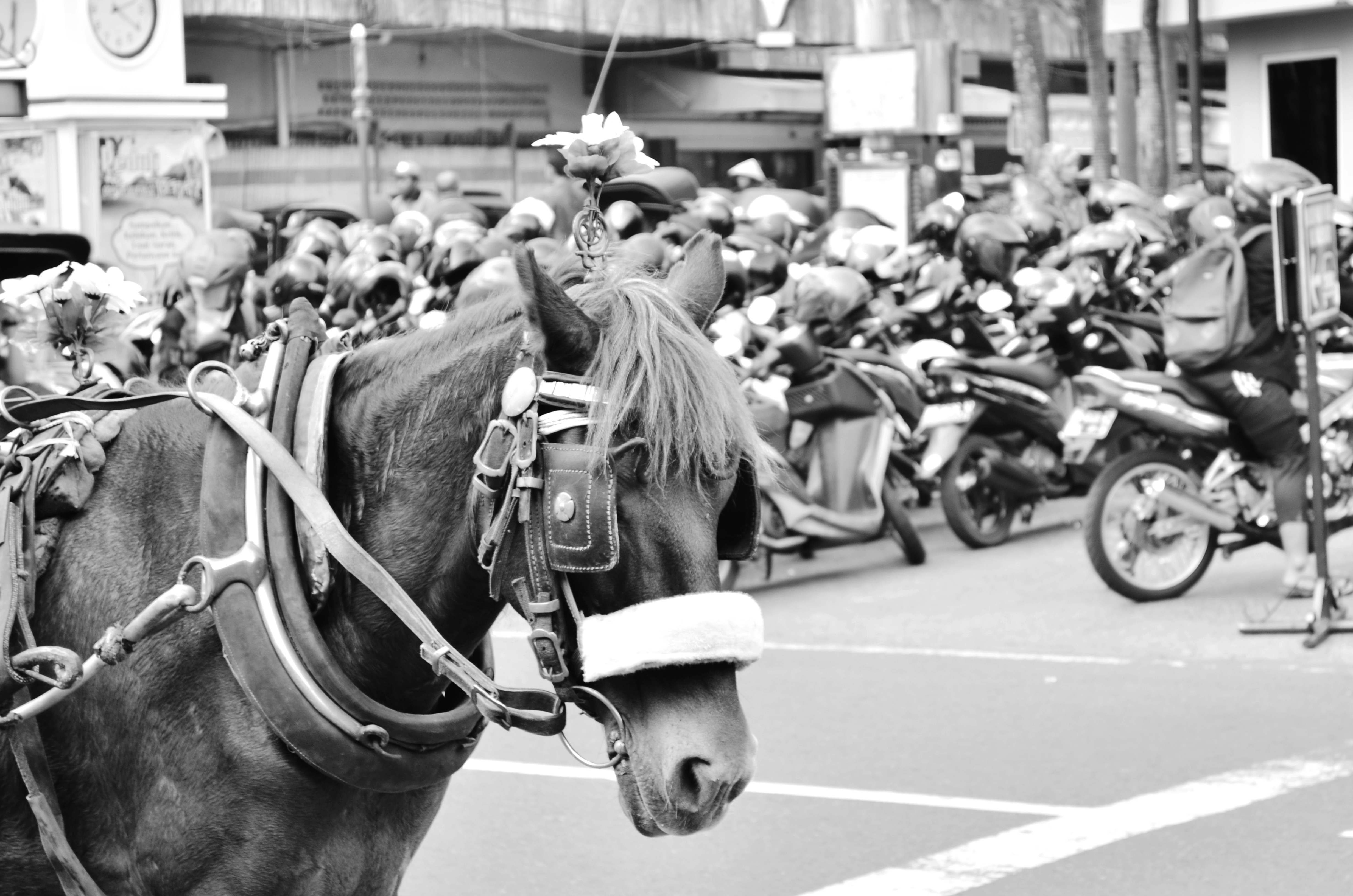 a black and white photo of a parade with horses