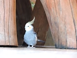 A fluffy cockatiel with a crest raised, standing on a wooden perch inside a cozy room.