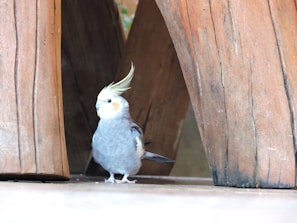 A fluffy cockatiel with a crest raised, standing on a wooden perch inside a cozy room.