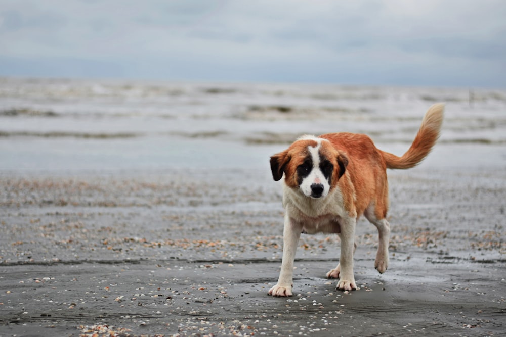 a brown and white dog standing on top of a sandy beach